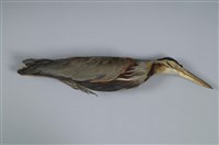 藏品(紫鷺)的圖片